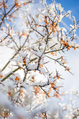Sea buckthorn berries under the snow in winter