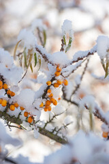 Sea buckthorn berries under the snow in winter