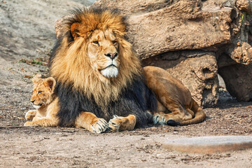 Male lion rests protectively beside his cub near a rugged tree trunk. African lion with striking dark mane rests alongside a small cub © Leilani