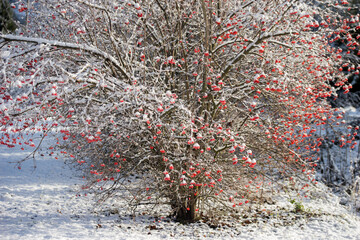 A beautiful, bright rowan tree in sunny winter weather.
