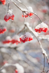 A beautiful, bright rowan tree in sunny winter weather.