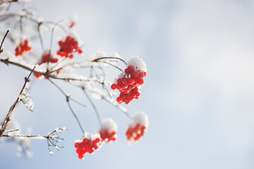 A beautiful, bright rowan tree in sunny winter weather.
