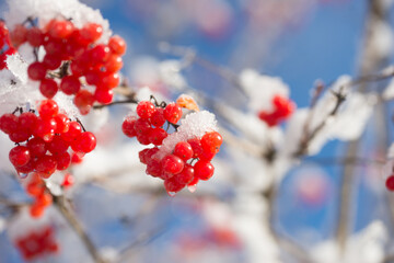 A beautiful, bright rowan tree in sunny winter weather.