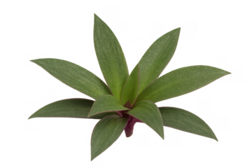 Rhoeo spathacea plant, also known as tradescantia spathacea or boat lily, showing its green and purple leaves