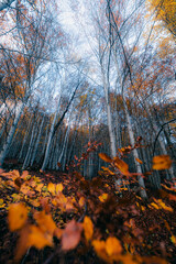 autumn in the forest