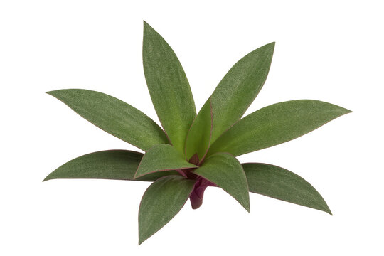 Rhoeo spathacea plant, also known as tradescantia spathacea or boat lily, showing its green and purple leaves