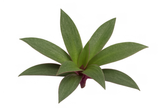 Rhoeo spathacea plant, also known as tradescantia spathacea or boat lily, showing its green and purple leaves