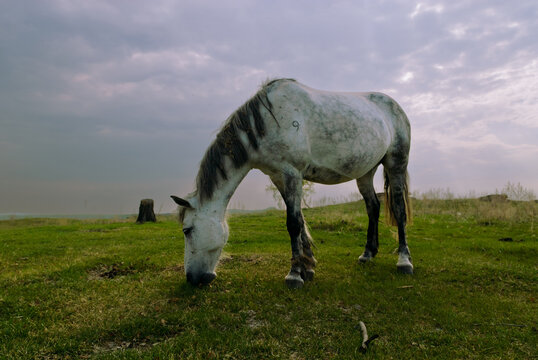 Group of elegant horses grazing in open green fields under natural sunlight. Calm and picturesque rural landscape highlighting the beauty of equestrian life and freedom in nature.