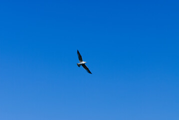 A seagull soaring gracefully against a clear blue sky, wings outstretched. Natural light highlights the bird’s feathers and motion, capturing the freedom and elegance of flight.