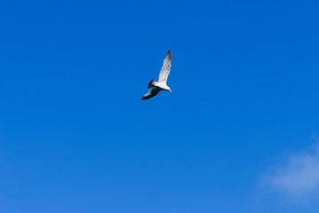 A seagull soaring gracefully against a clear blue sky, wings outstretched. Natural light highlights the bird’s feathers and motion, capturing the freedom and elegance of flight.