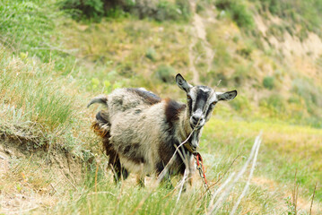 A goat standing in a natural outdoor environment, surrounded by grass and rocks. Natural light highlights its fur and features, capturing the calm and rustic charm of wildlife in its habitat.