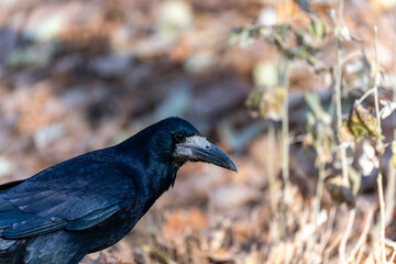 Close-up photo of a black rook bird (Corvus frugilegus) with a bare, pale face and a strong beak, standing in dry, autumnal foliage. The bird is captured in sharp detail against a blurred background.