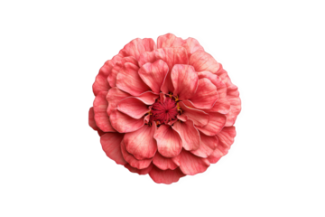 Captivating closeup of a vibrant coral zinnia isolated on transparent background, showcasing its intricate petal arrangement and radiating beauty in a mesmerizing floral display