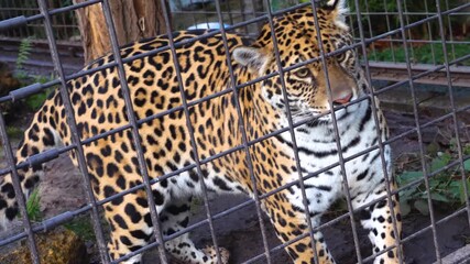 Close up view of a leopard walking back and forth behind bars on a sunny day