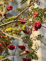 Obraz premium Ripe rowan on a tree in autumn.