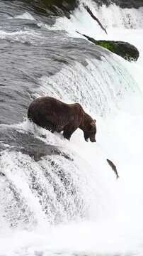 An adult brown bear catches a salmon