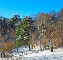 Pine tree at the forest on a sunny winter day