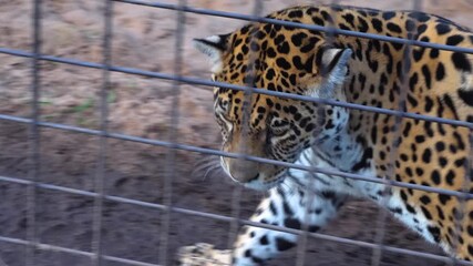Close up view of a leopard walking back and forth behind bars on a sunny day