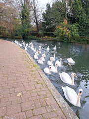 Swans, royal bird of the UK float along the river on a sunny day, looking like they are playing follow the leader and having fun.