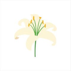 Naklejka premium Elegant White Lily Flower Illustration with Green Stem and Yellow Pollen