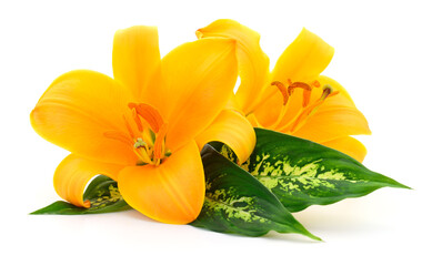 Yellow lilies with green leaves isolated on white