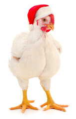 White broiler chicken in Santa hat isolated on white