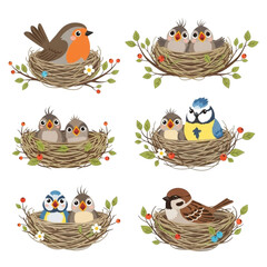 Collection of bird nests with baby birds and adult birds isolated on white isolated on transparent background