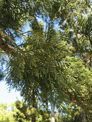 Vibrant Green Needles of Araucaria columnaris (Cook Pine) Foliage Close-up