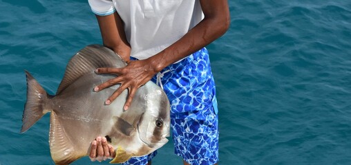Le Platax &agrave; longues nageoires ou Poisson chauve-souris &agrave; longues nageoires, Platax teira