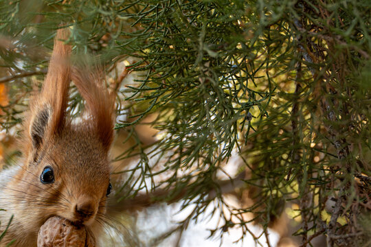 A close-up shot of a squirrel's head (Sciurus vulgaris) with large dark eyes, holding a walnut in its mouth, perched on a branch of a coniferous tree. - Powered by Adobe