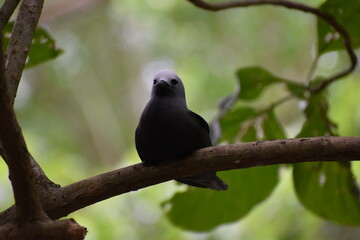 Noddi marianne ou à tête blanche (Noddi à bec grêle)