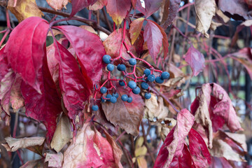 A close up of a plant with red leaves and blue berries