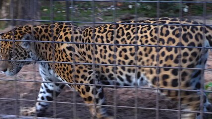 Close up view of a leopard walking back and forth behind bars on a sunny day
