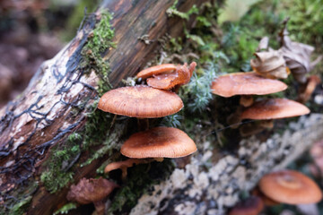 A log covered in mushrooms and moss