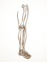 Vector drawing. Bones of the leg