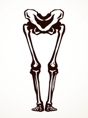 Vector drawing. Bones of the leg