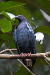Obraz premium Nicobar pigeon on a tree branch, close up of a nicobar pigeon