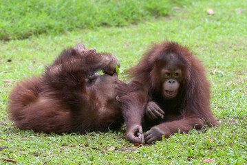 Two young orangeutans cuddle on a grass, cute moment of two baby orangutans