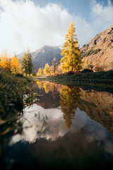 autumn in the forest