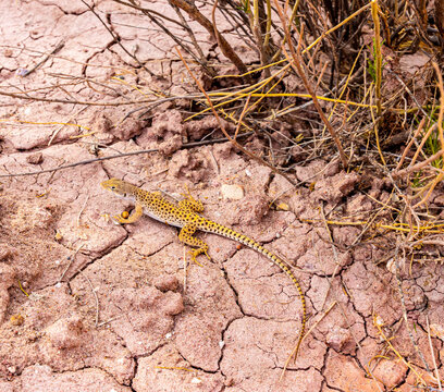 Long Nosed Leopard Lizard on The Red Soil at The Paria Rainbow Mountains, Grand Staircase- Escalante National Monument, Utah, USA
