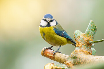 sikorka modraszka (Cyanistes caeruleus) na gałęzi na rozmytym jednolitym tle