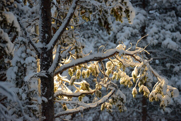 Close up shot of a tree branch weighed down by snow and ice on a winters day, but with sun light breaking through giving hope for Spring and warmth.