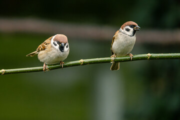 ptak mazurek (Passer montanus) siedzi na gałęzi © Henryk Niestrój