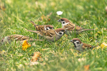 stado ptaków (mazurki) na trawie szuka pożywienia © Henryk Niestrój