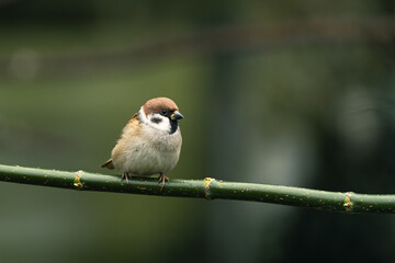 ptak mazurek (Passer montanus) siedzi na gałęzi © Henryk Niestrój