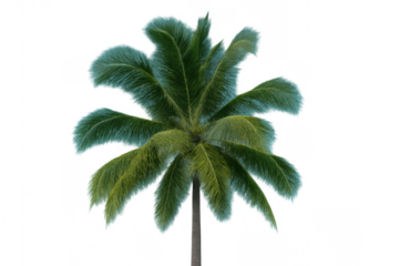Green and blue furry palm tree, creating a soft tropical feeling. Transparent background for easy integration