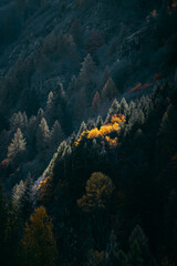 yellow tent in the forest