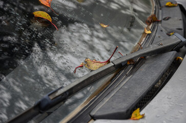 fallen leaves and raindrops on the car glass. autumn mood concept