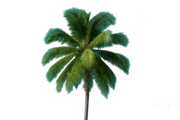 Palm tree with green leaves and thin trunk on transparent background, tropical plant for summer vacation design