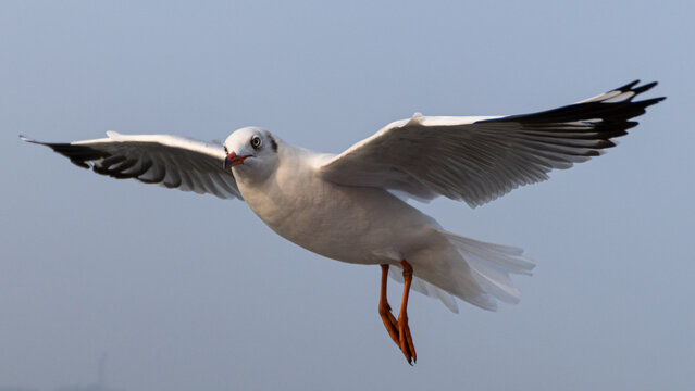 seagull in flight